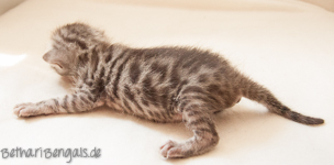 Bengalkatzen Kitten silber